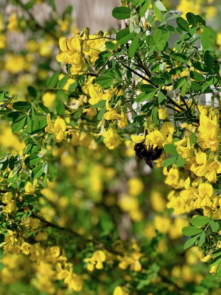 Une grosse abeille noire butine les fleurs jaunes d'un petit robinier faux acaccia.